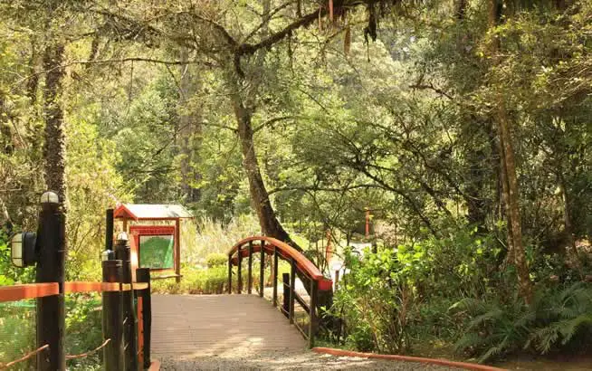 Bosque do Silêncio em Campos do Jordão