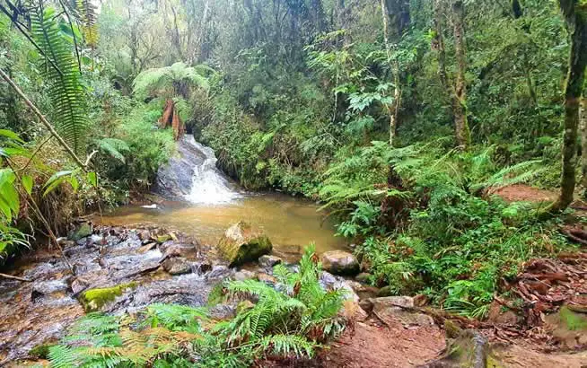Horto Florestal - Cachoeiras