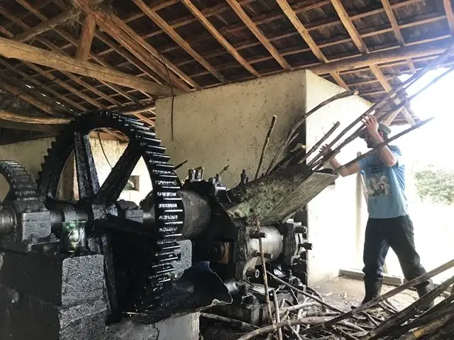 Moagem da cana para preparo da cachaça