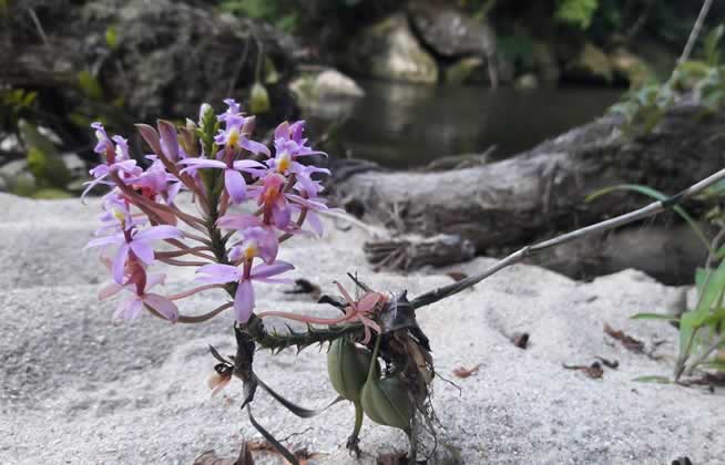 Flora Poço do Pito - São Luiz do Paraitinga/SP