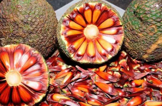 A XIX Festa do Pinhão 2019 em Cunha já tem programação definida e começa neste fim de semana