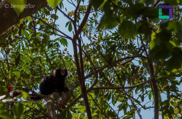 Ecomuseu inicia 4ª edição com novo projeto e ampla programação para toda a comunidade