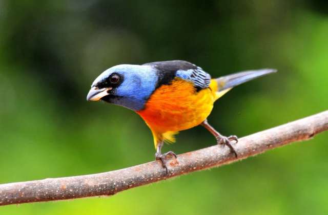 Ilhabela Bird Week: maior evento de observação de aves do Litoral Norte