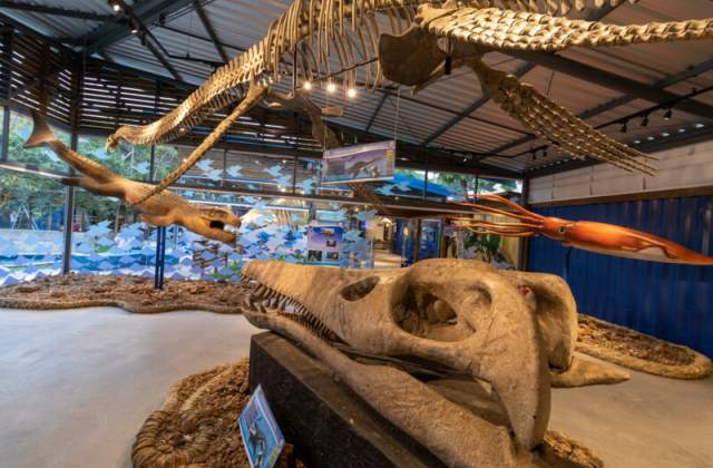 Ubatuba (SP): Museu da Vida Marinha é ótima opção de passeio para as férias em família