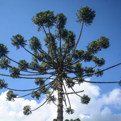 Visite Campos do Jordão