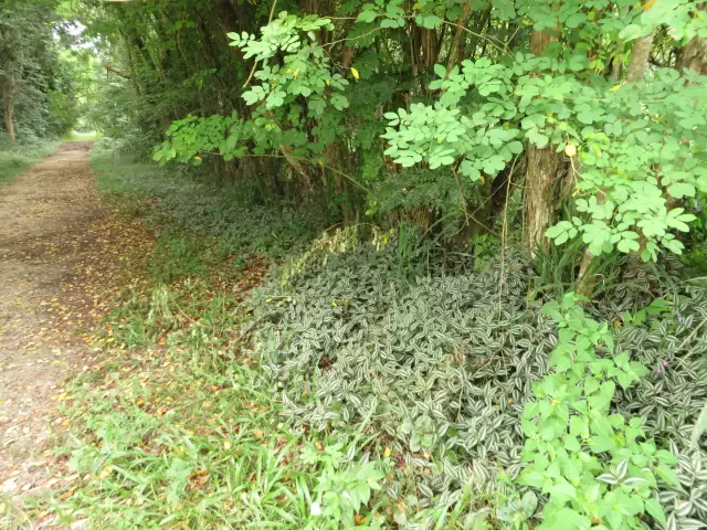 Floresta Nacional de Lorena: estradas e trilhas dentro da área de conservação.